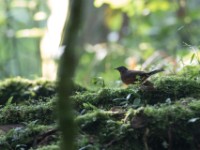 White-tailed Ant Thrush (Neocossyphus poensis)