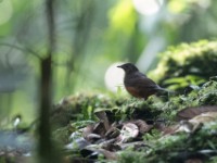 White-tailed Ant Thrush (Neocossyphus poensis)