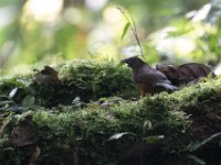 White-tailed Ant Thrush (Neocossyphus poensis)