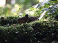 White-tailed Ant Thrush (Neocossyphus poensis)