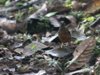 White-tailed Ant Thrush (Neocossyphus poensis)