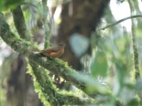 Fraser's Rufous Thrush (Stizorhina fraseri)