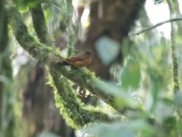 Fraser's Rufous Thrush (Stizorhina fraseri)