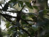 Dusky Long-tailed Cuckoo (Cercococcyx mechowi)