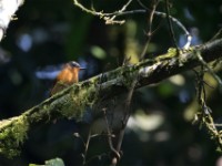 White-bellied Robin-Chat (Cossyphicula roberti)