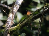 White-bellied Robin-Chat (Cossyphicula roberti)