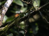 White-bellied Robin-Chat (Cossyphicula roberti)