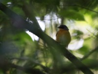 Equatorial Akalat (Sheppardia aequatorialis)