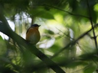 Equatorial Akalat (Sheppardia aequatorialis)