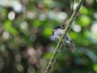 African Broadbill (Smithornis capensis)