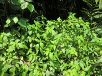 Buhoma Bwindi