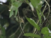 Olive-green Camaroptera (Camaroptera chloronota)