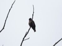 Sooty Flycatcher (Muscicapa infuscata)