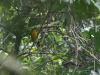 Many-colored Bushshrike (Chlorophoneus multicolor)