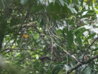 Many-colored Bushshrike (Chlorophoneus multicolor)