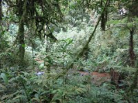 Buhoma Bwindi