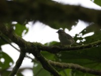 Green Hylia (Hylia prasina)