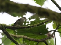 Green Hylia (Hylia prasina)