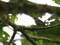 Green Hylia (Hylia prasina)