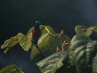 Northern Double-collared Sunbird (Cinnyris reichenowi)