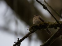 African Dusky Flycatcher (Muscicapa adusta)