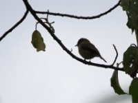 African Dusky Flycatcher (Muscicapa adusta)