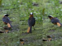 Snowy-crowned Robin-Chat (Cossypha niveicapilla)