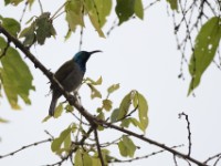 Green-headed Sunbird (Cyanomitra verticalis)