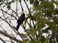 Petit's Cuckooshrike (Campephaga petiti)