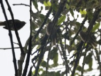 Cassin's Honeybird (Prodotiscus insignis)