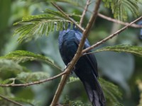 Petit's Cuckooshrike (Campephaga petiti)