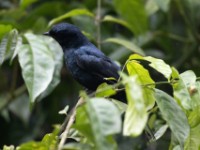 Petit's Cuckooshrike (Campephaga petiti)