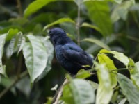 Petit's Cuckooshrike (Campephaga petiti)