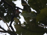 Black Cuckoo (Cuculus clamosus)