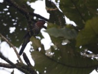 Black Cuckoo (Cuculus clamosus)