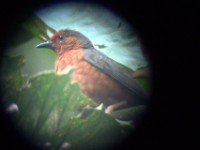 Jameson's Antpecker (Parmoptila jamesoni)