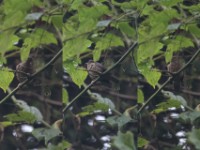 Jameson's Antpecker (Parmoptila jamesoni)
