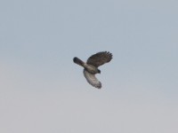 African Goshawk (Accipiter tachiro)