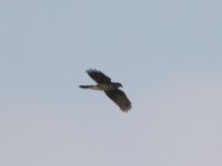 African Goshawk (Accipiter tachiro)