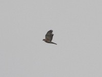 African Goshawk (Accipiter tachiro)