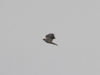 African Goshawk (Accipiter tachiro)