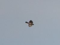 Little Sparrowhawk (Accipiter minullus)