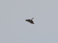 Little Sparrowhawk (Accipiter minullus)