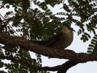 Yellow-throated Greenbul (Arizelocichla chlorigula)