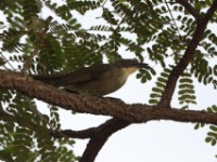 Yellow-throated Greenbul (Arizelocichla chlorigula)