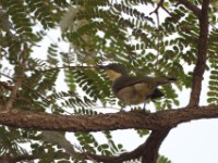 Yellow-throated Greenbul (Arizelocichla chlorigula)
