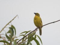 Holub's Golden Weaver (Ploceus xanthops)