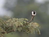 Northern Fiscal (Lanius humeralis)