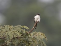 Northern Fiscal (Lanius humeralis)