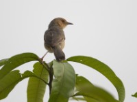 Red-faced Cisticola (Cisticola erythrops)